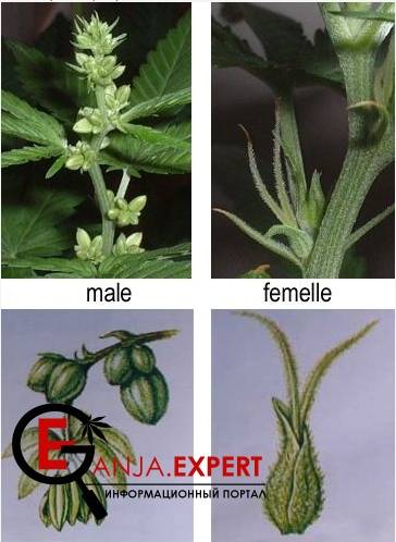 С левой стороны мужские растения конопли, с правой женские растения конопли