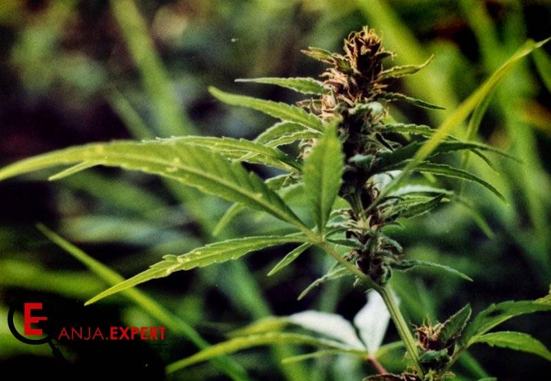 Как определить пол растения, которое культивировали из семян без перевода на цветение