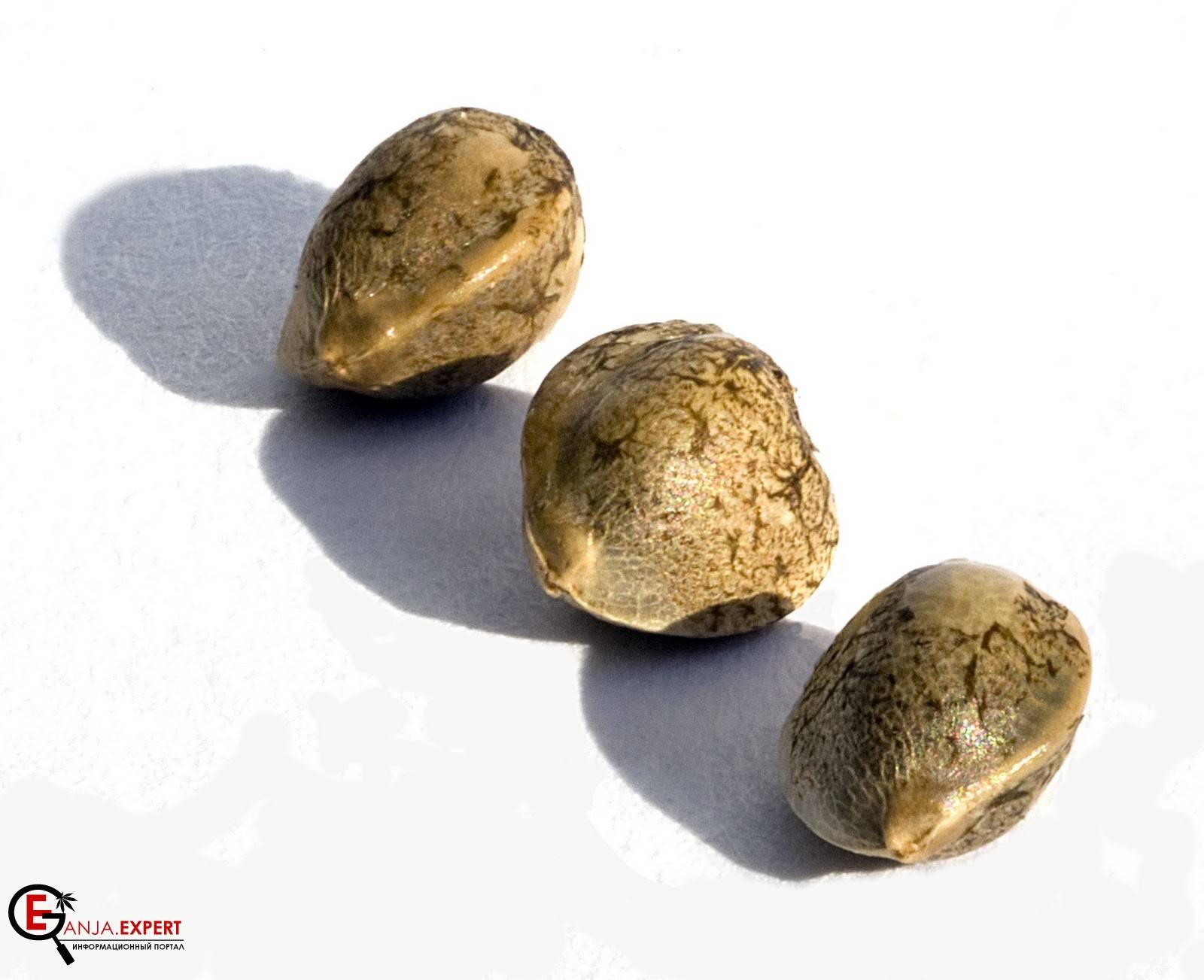 Феминизированные семена конопли