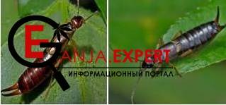 Уховертка, или клещица