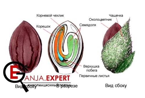 Строение семени конопли