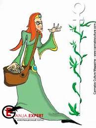 Феминизированные семена конопли