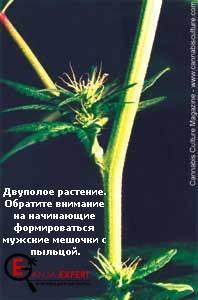 Как можно вырастить феминизированные семена