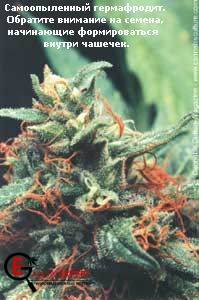 Способы выращивания марихуаны