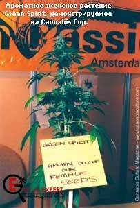 Феминизация семян конопли