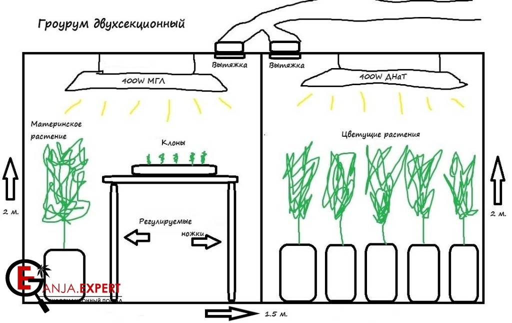 Правильное освещение для клонов марихуаны