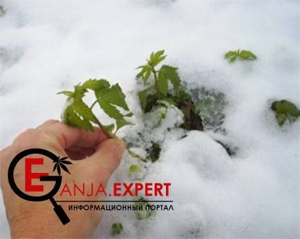 Марихуана и мороз