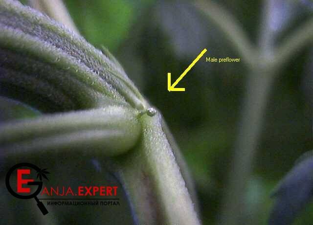 Мужские конопляные культуры