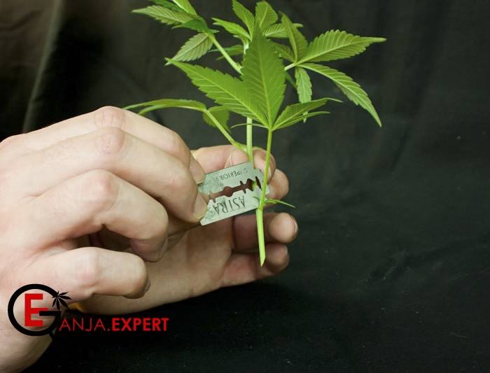 Ускорение укоренения клона конопли способом скарификации (соскабливания)