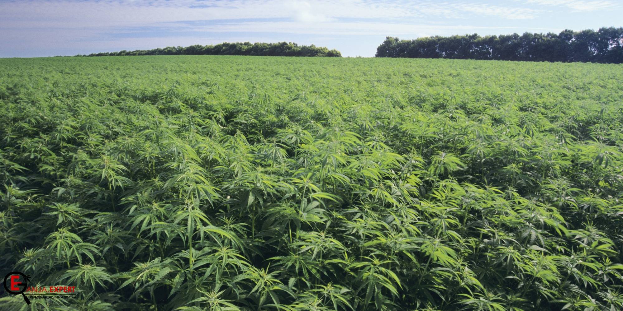 Как достигнуть большого количества урожая конопли