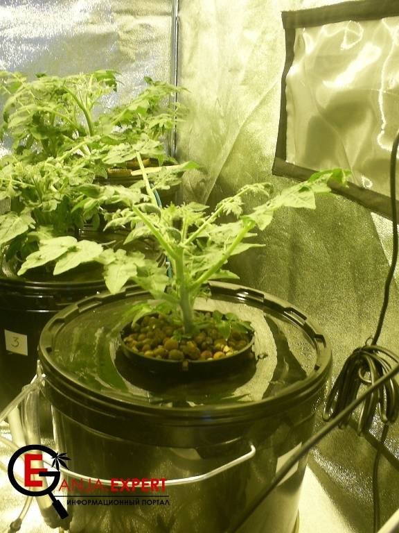 Выращивание семян конопли на гидропонике