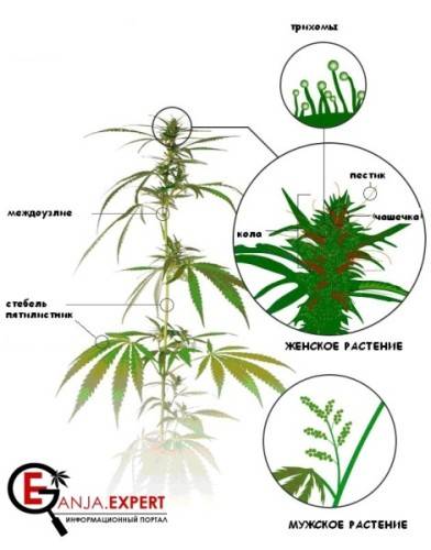 Пол растения каннабиса