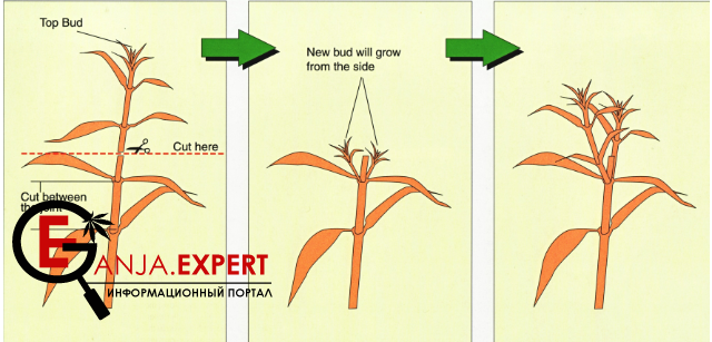 Обрезание макушек растений конопли