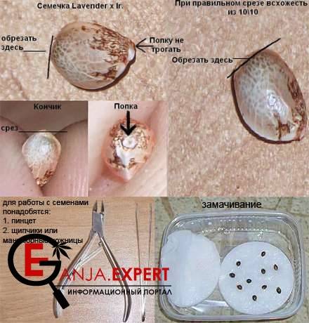 Процес обрезания кончика семени конопли