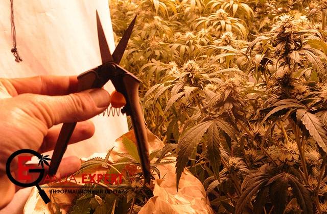 Обрезание листьев конопли для увеличения урожая