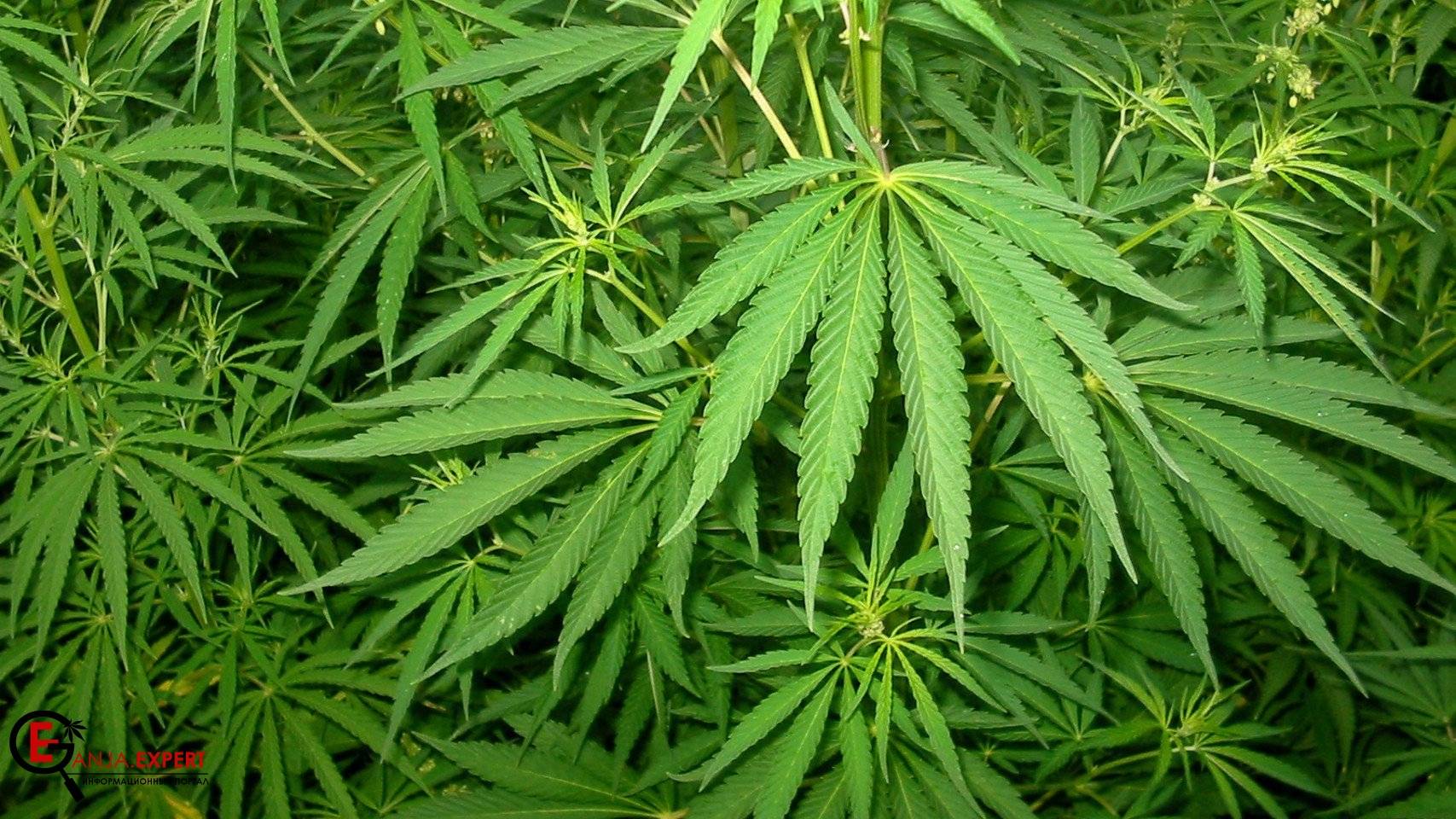 Полезные рекомендации для трудноклонируемых растений конопли
