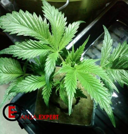 Es posible realizar la plantación de esquejes de la planta que está floreciendo?