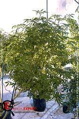 Материнское растение конопли