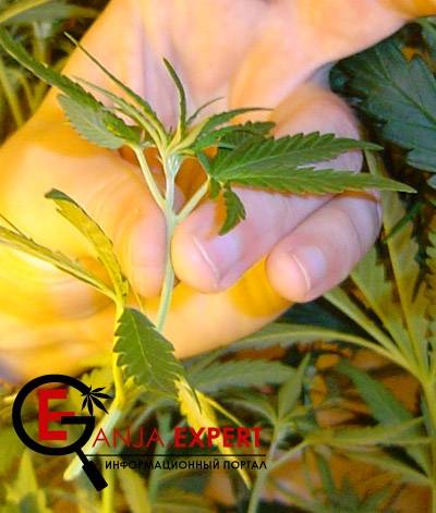 Срез и подготовка клонов