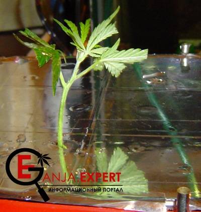 Размещение клонов в среду для укоренения