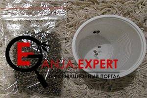 Советы по проращиванию семян конопли