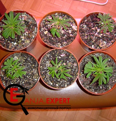После, пересаженным клонам конопли надо сделать подходящие условия для ускорения роста
