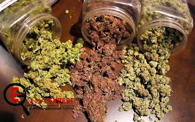 Сбор и пролечка конопляного урожая