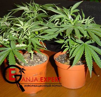 Медленно открывать горлышко, изредка опрыскав растение из пульверизатора