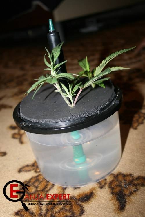 Аэроклоннер самодельный для семян конопли