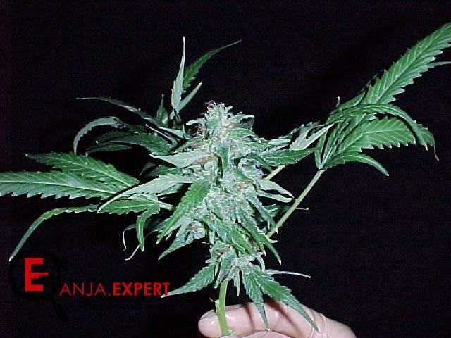 Маникюринг конопли