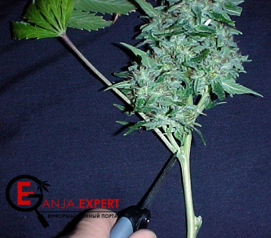 Какое количество листья марихуаны надо оставить?