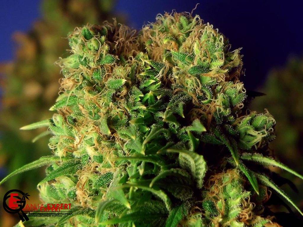 Феминизированные семена каннабиса