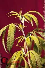 Предварительное подрезание черенков марихуаны