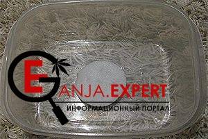 Советы по проращиванию семян марихуаны