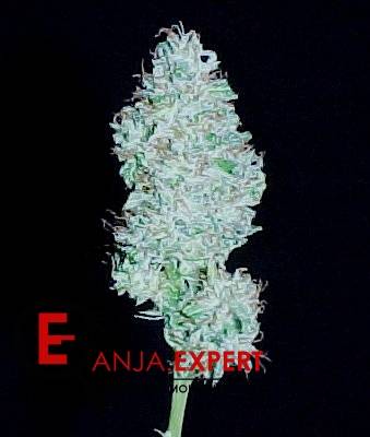 Маникюринг каннабиса