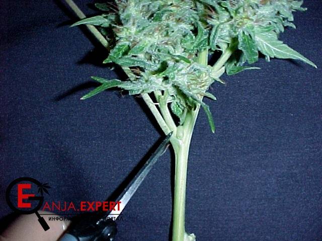 Какое количество листья каннабиса надо оставить?