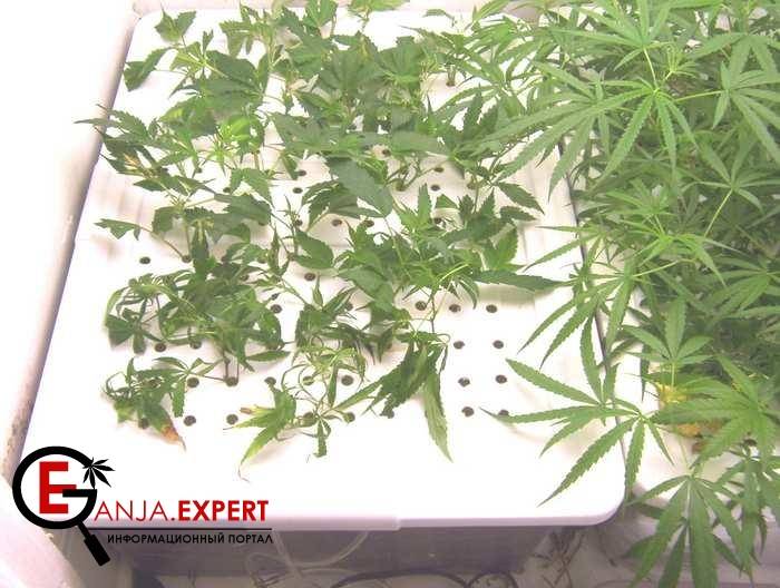 Хранение клонов каннабиса