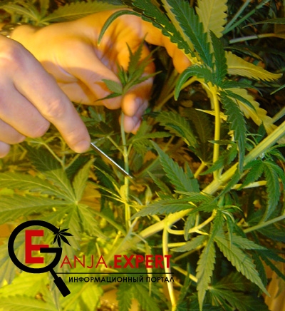 Резать клон надо под углом 45 градусов, наискось