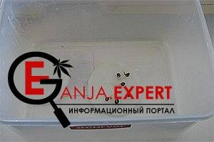 Проращивание семени конопли