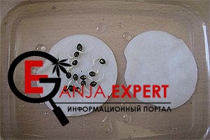 Проращивание семени конопли