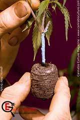 Высадка клонов конопли