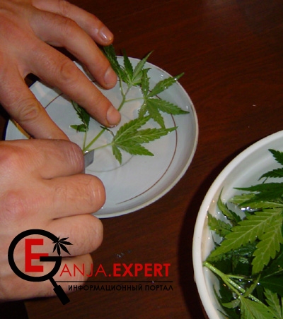 Берите клон и кладите его в блюдо наполненное водой так, чтобы срез был под водой