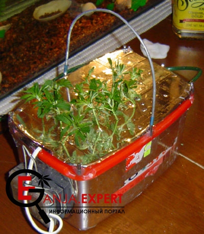 Накройте клоны конопли парником и поставьте аэроклонер в место с умеренным освещением