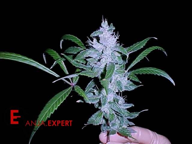 Маникюринг конопляной культуры