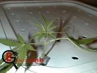 Аэроклонер для выращивания конопли своими руками