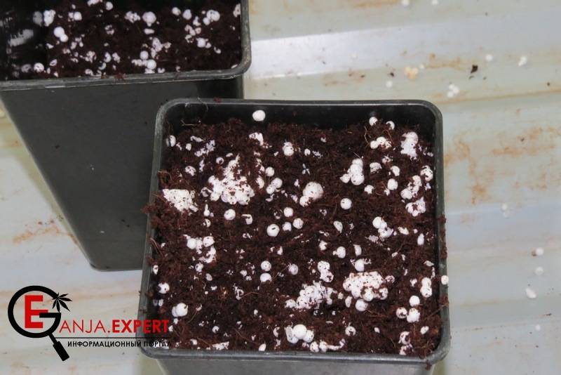  В поисках идеального субстрата для марихуаны