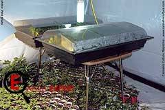 Куда размещать клоны марихуаны?