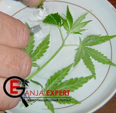 Держа клоны под водой, проводите обрезку верхних листьев