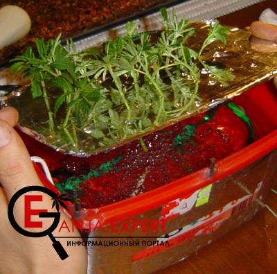 Под ЛСД укоренение пройдет лучше, особенно под теми лампами, в которых преобладает синий спектр