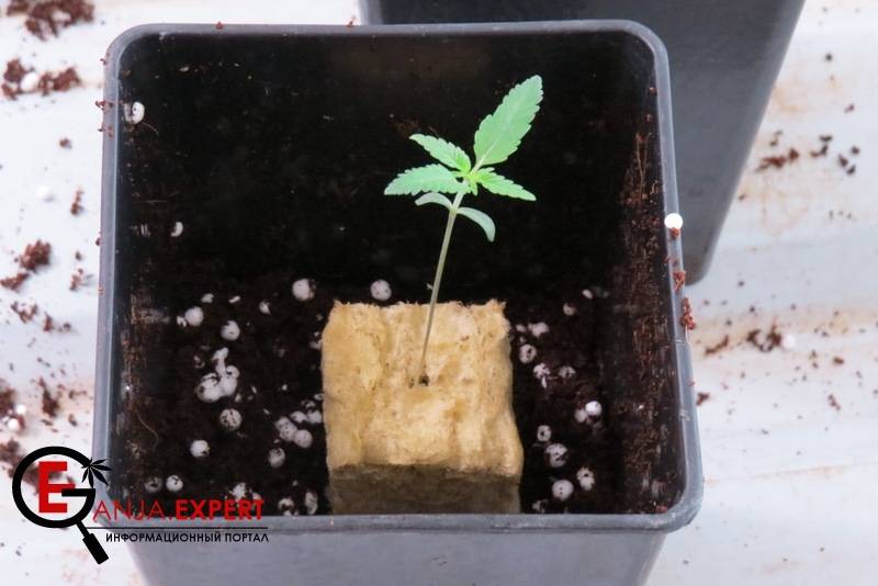 Субстрат готов, теперь приступайте к пересадке в него растений конопли